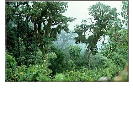 FORGOTTEN VILCABAMBA: Final Stronghold of the Incas