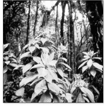 Guarancalla, The Lost Mission of Padre Ortiz